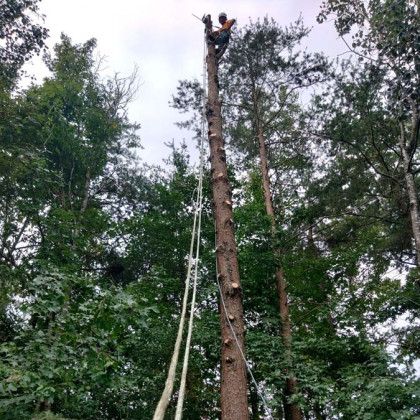 A tree trimming service in Nanjemoy. MD by Tippett's Tree and Outdoor Services