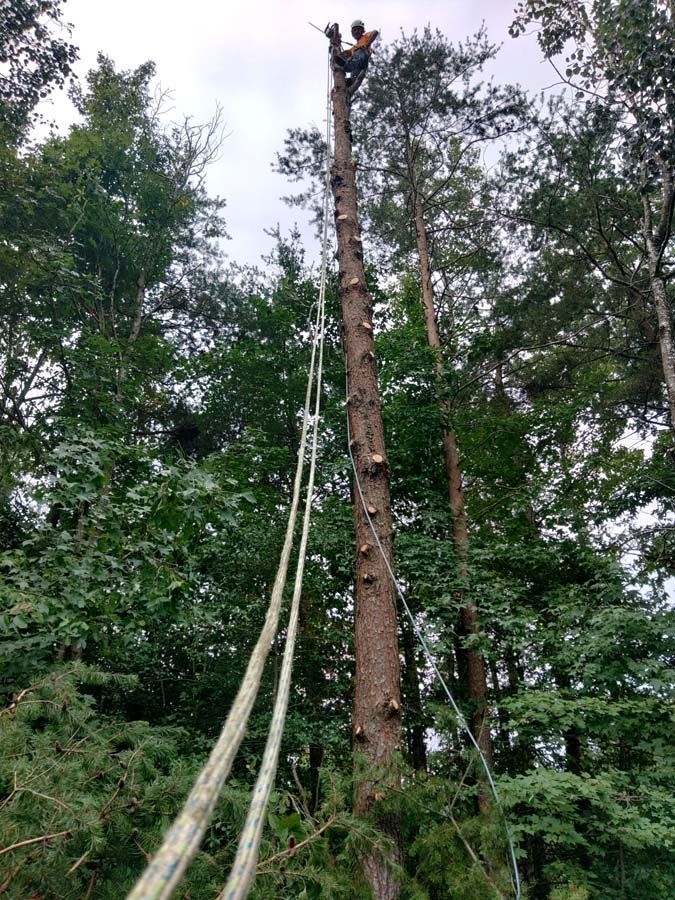 A tree trimming in Nanjemoy, MD - Tippett's Tree and Outdoor Services hard at work