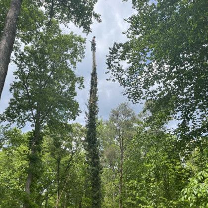 A tree service in Nanjemoy. MD by Tippett's Tree and Outdoor Services