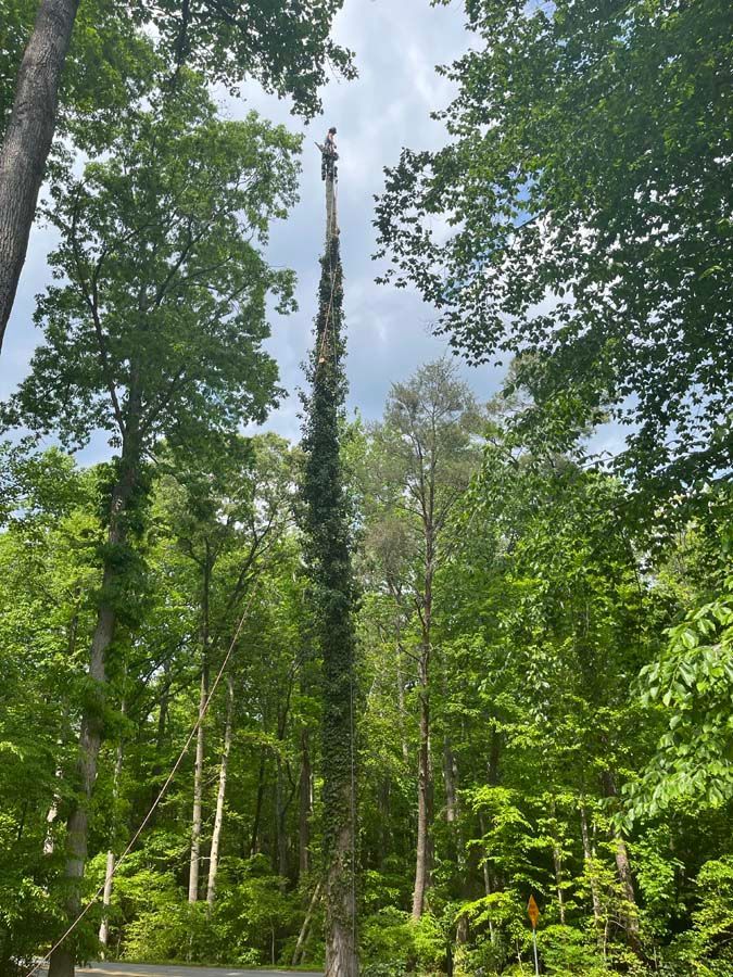 A tree pruning in Nanjemoy. MD by Tippett's Tree and Outdoor Services