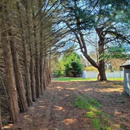The after of a cleanup and tree removal in Nanjemoy. MD by Tippett's Tree and Outdoor Services