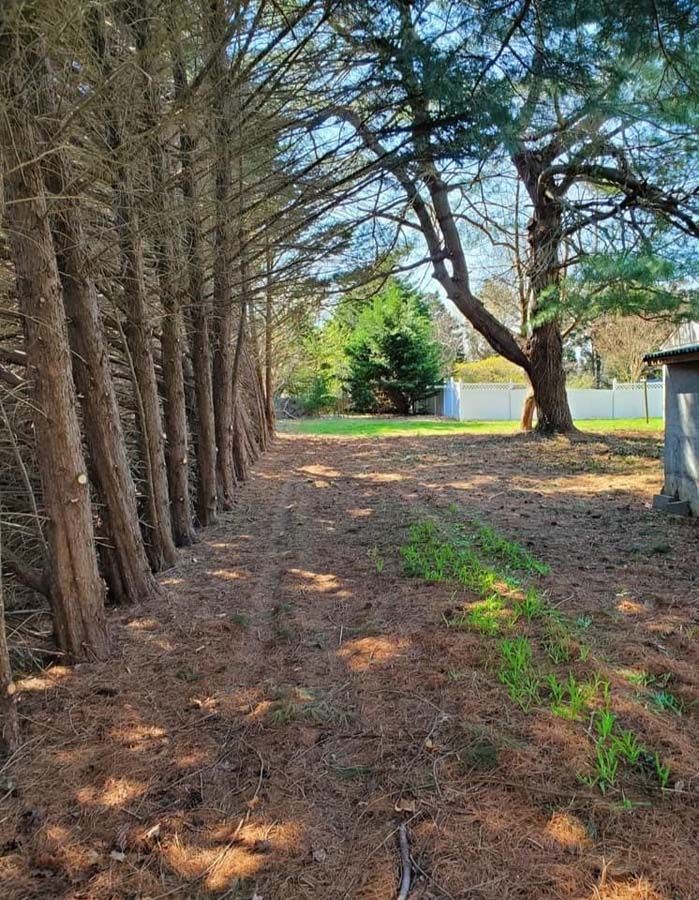 The after of a cleanup and tree removal in Nanjemoy. MD by Tippett's Tree and Outdoor Services