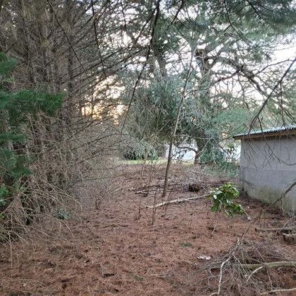 The before of a cleanup and tree removal in Nanjemoy. MD by Tippett's Tree and Outdoor Services