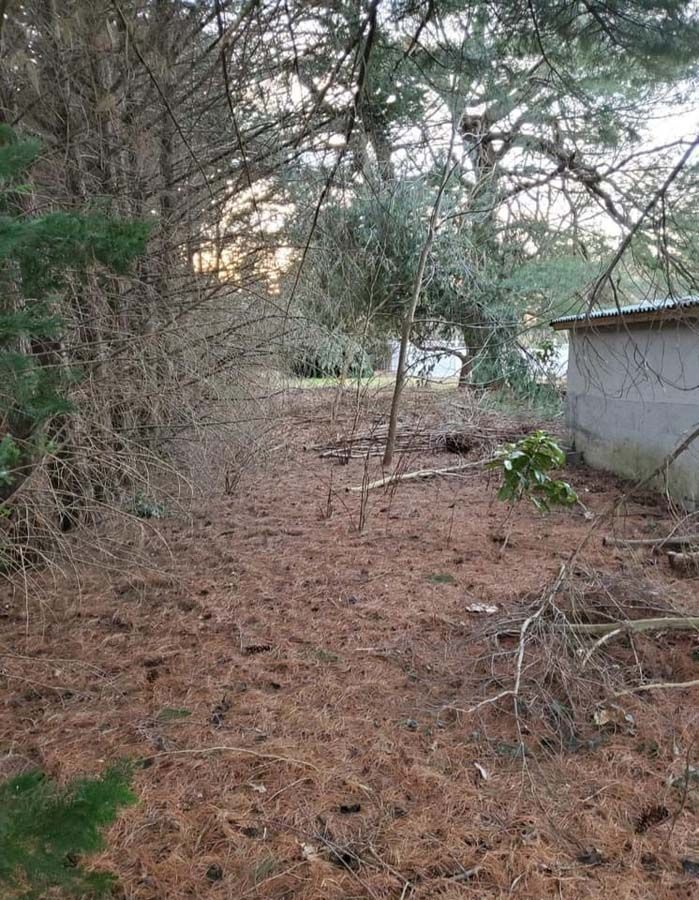 The before of a cleanup and tree removal in Nanjemoy. MD by Tippett's Tree and Outdoor Services