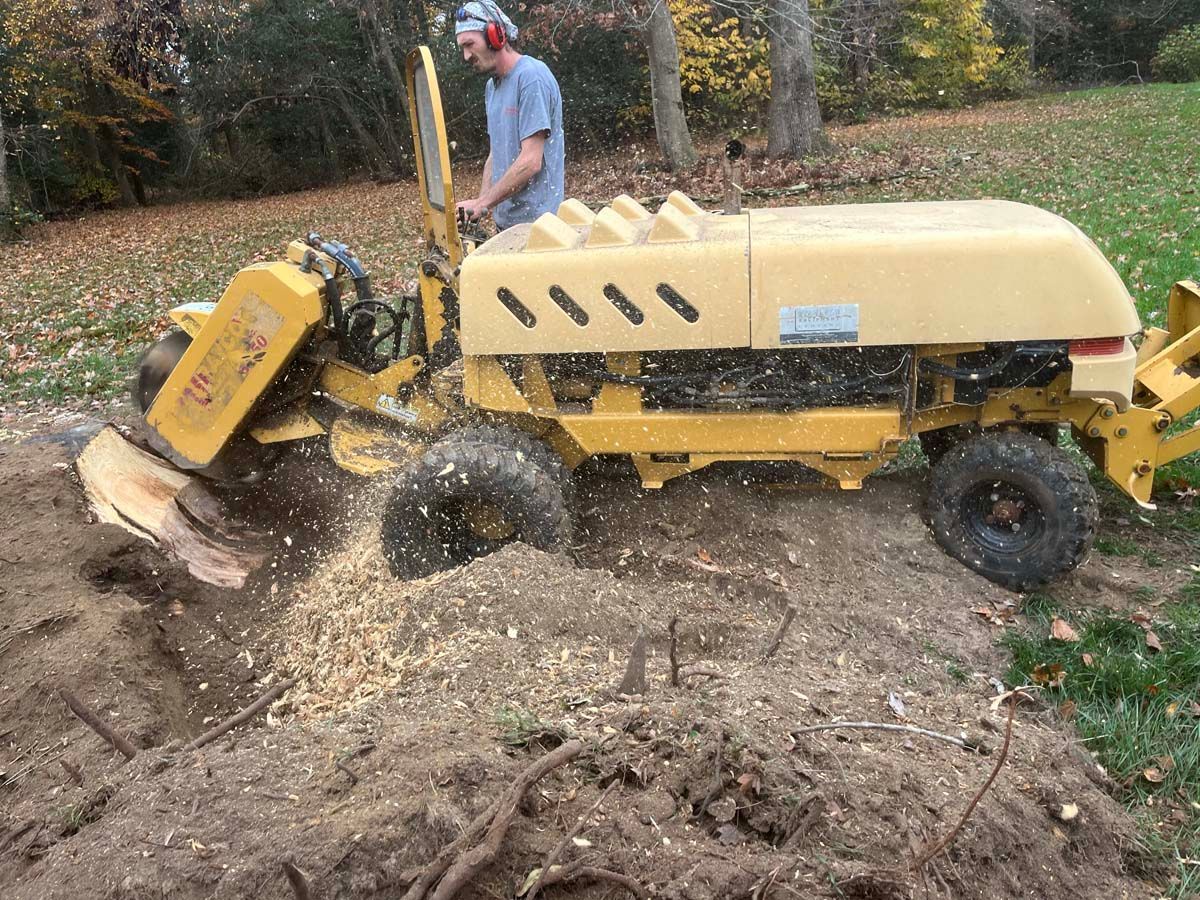A stump grinding in Nanjemoy. MD by Tippett's Tree and Outdoor Services
