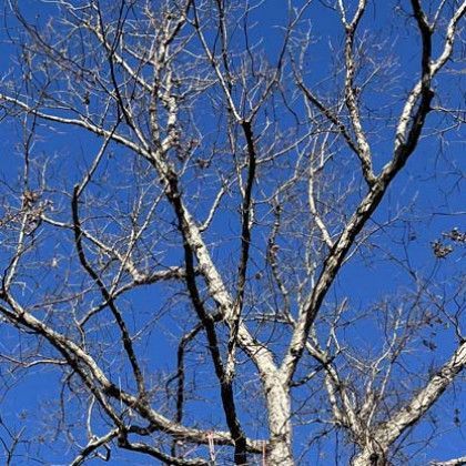 A tree trimming service in Nanjemoy. MD by Tippett's Tree and Outdoor Services