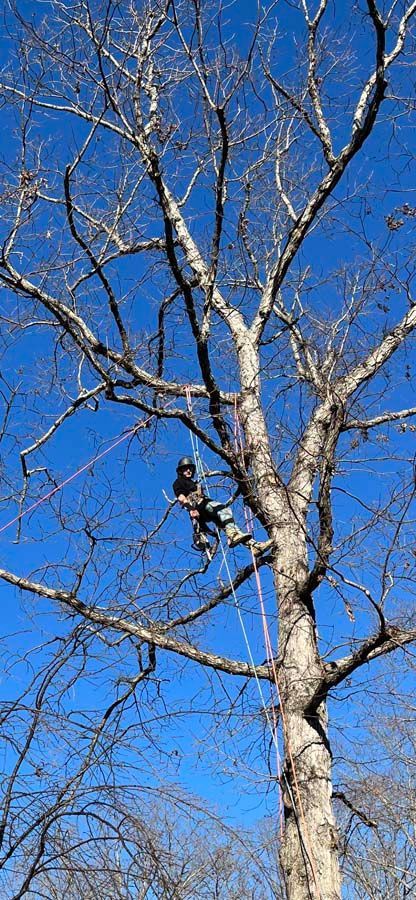 A tree trimming in Nanjemoy, MD - Tippett's Tree and Outdoor Services hard at work