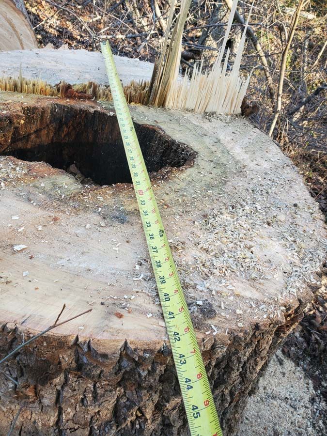 A stump grinding in Nanjemoy. MD by Tippett's Tree and Outdoor Services