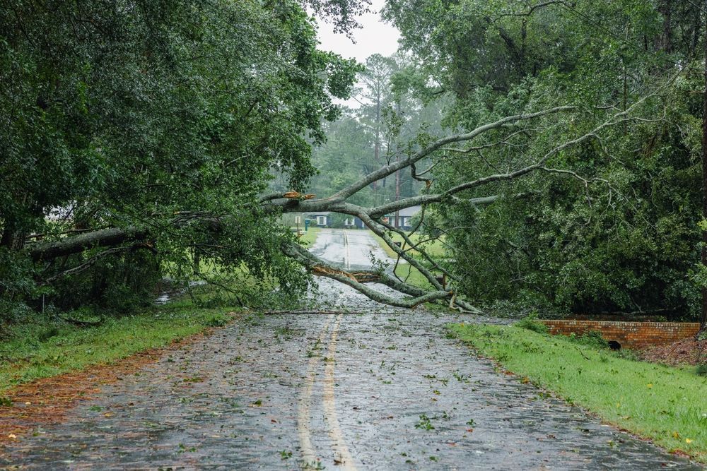 For commercial tree service in Nanjemoy. MD - Call Tippett's Tree and Outdoor Services