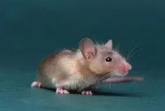 Small tan and white mouse standing on a teal surface against a dark teal background