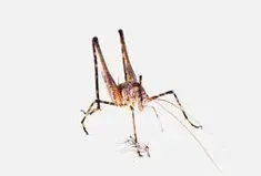 A Camel Cricket on a white background