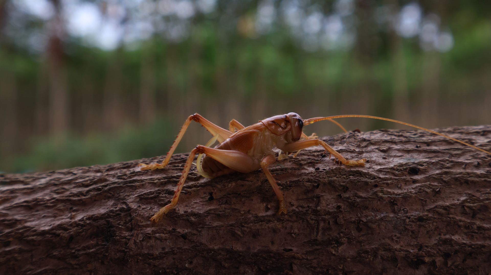 German Roachon a tree branch with blurred green background