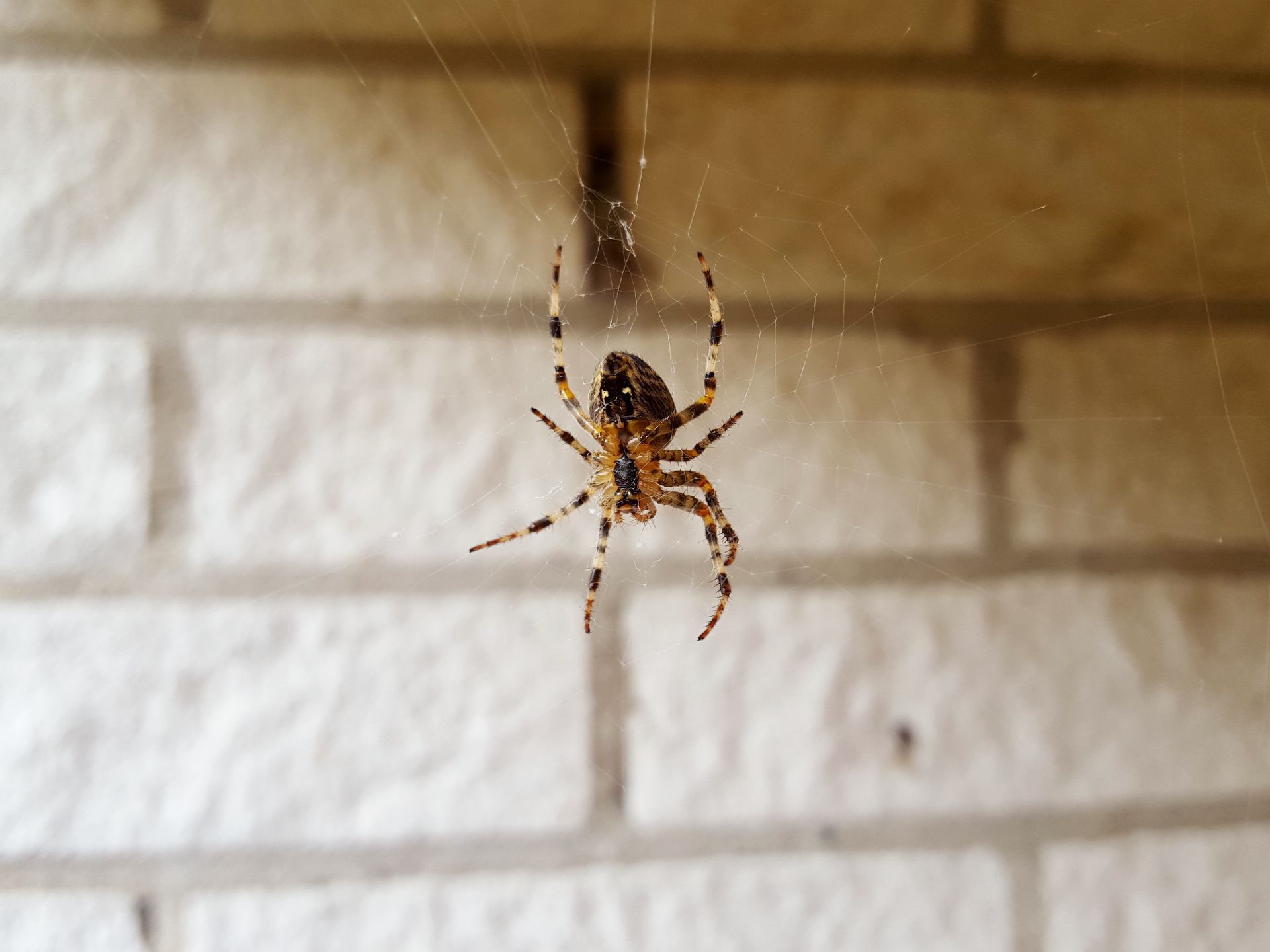 Spider hanging on a web in front of a white brick wall.