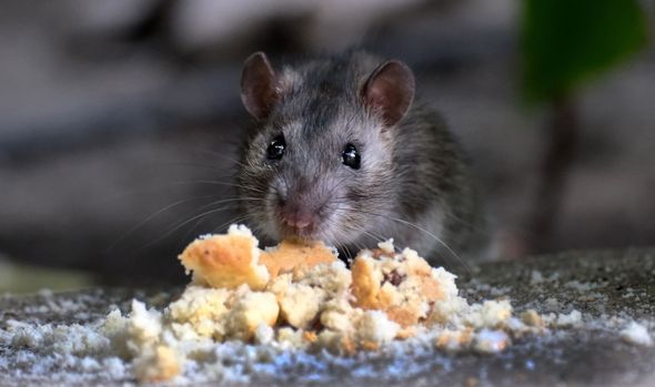 Small gray mouse eating crumbs on a stone surface outdoors Small gray mouse eating crumbs on a stone surface outdoors