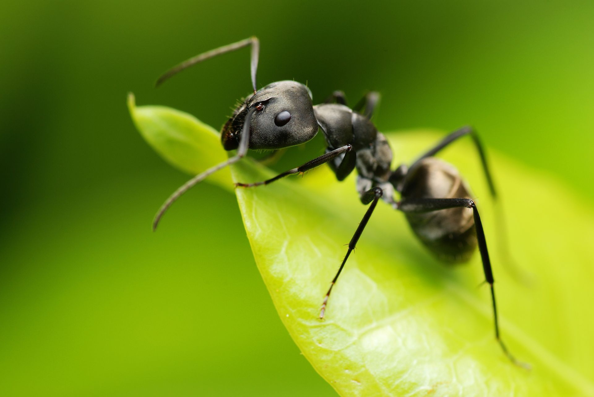 Black ant standing on a green blade of grass against a bright green background