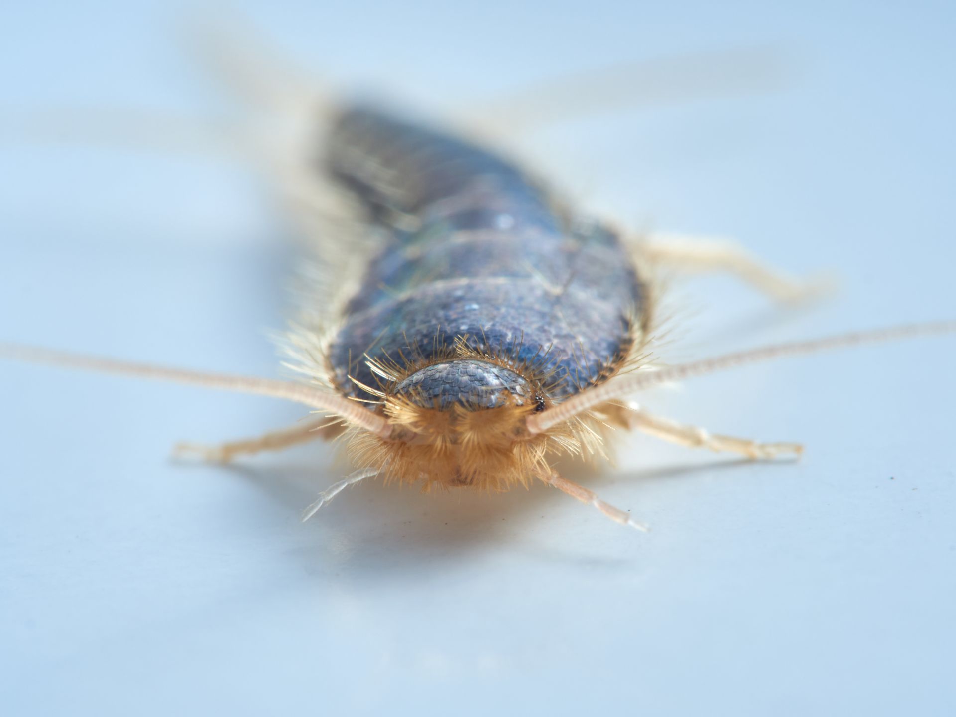 Close-up of a silverfish insect on a pale blue surface