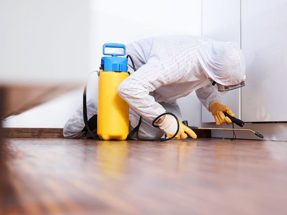 Pest control worker in white protective suit spraying insecticide along a floor edge beside a yellow canister Pest control worker in white protective suit spraying insecticide along a floor edge beside a yellow canister