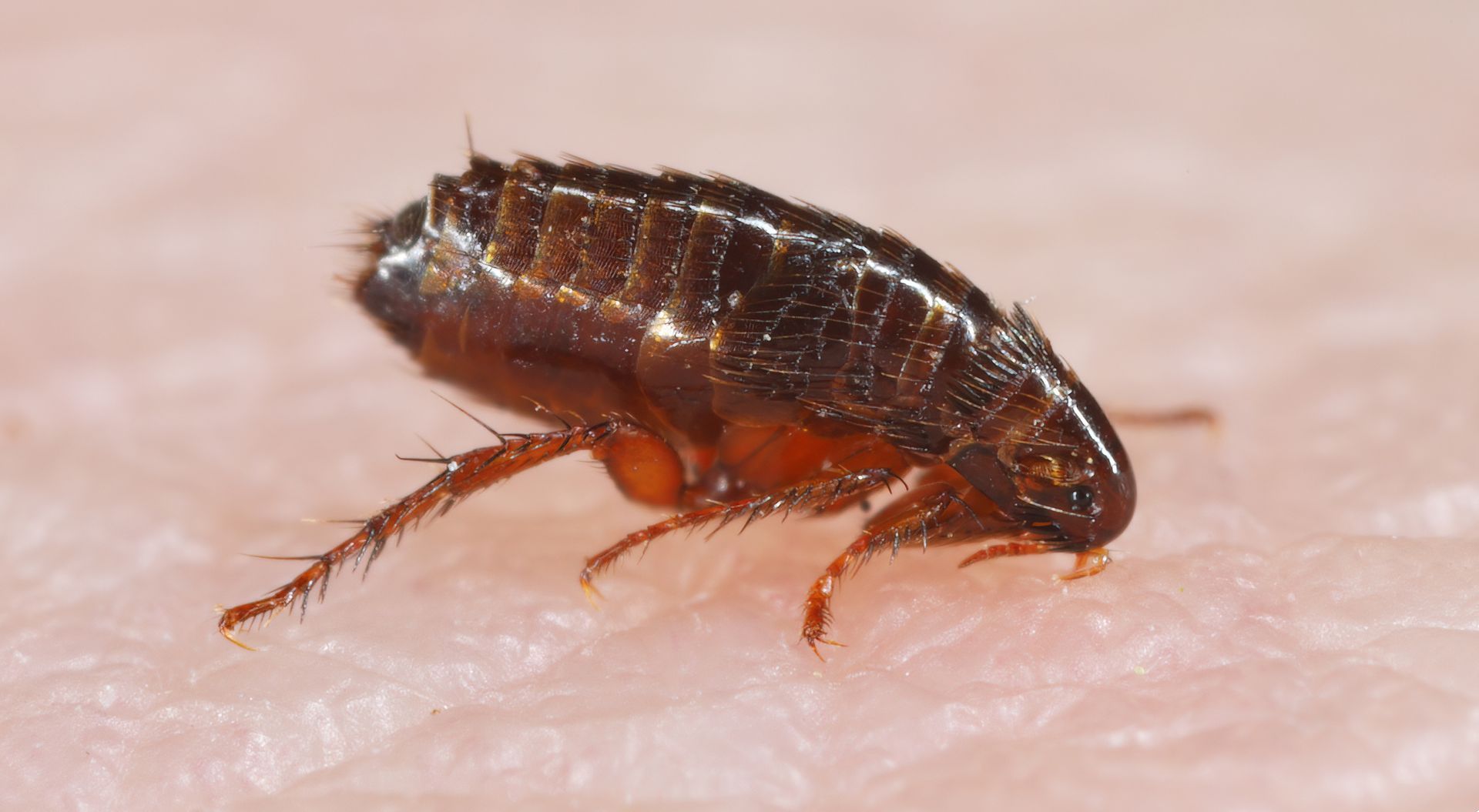 Close-up of a brown flea on human skin