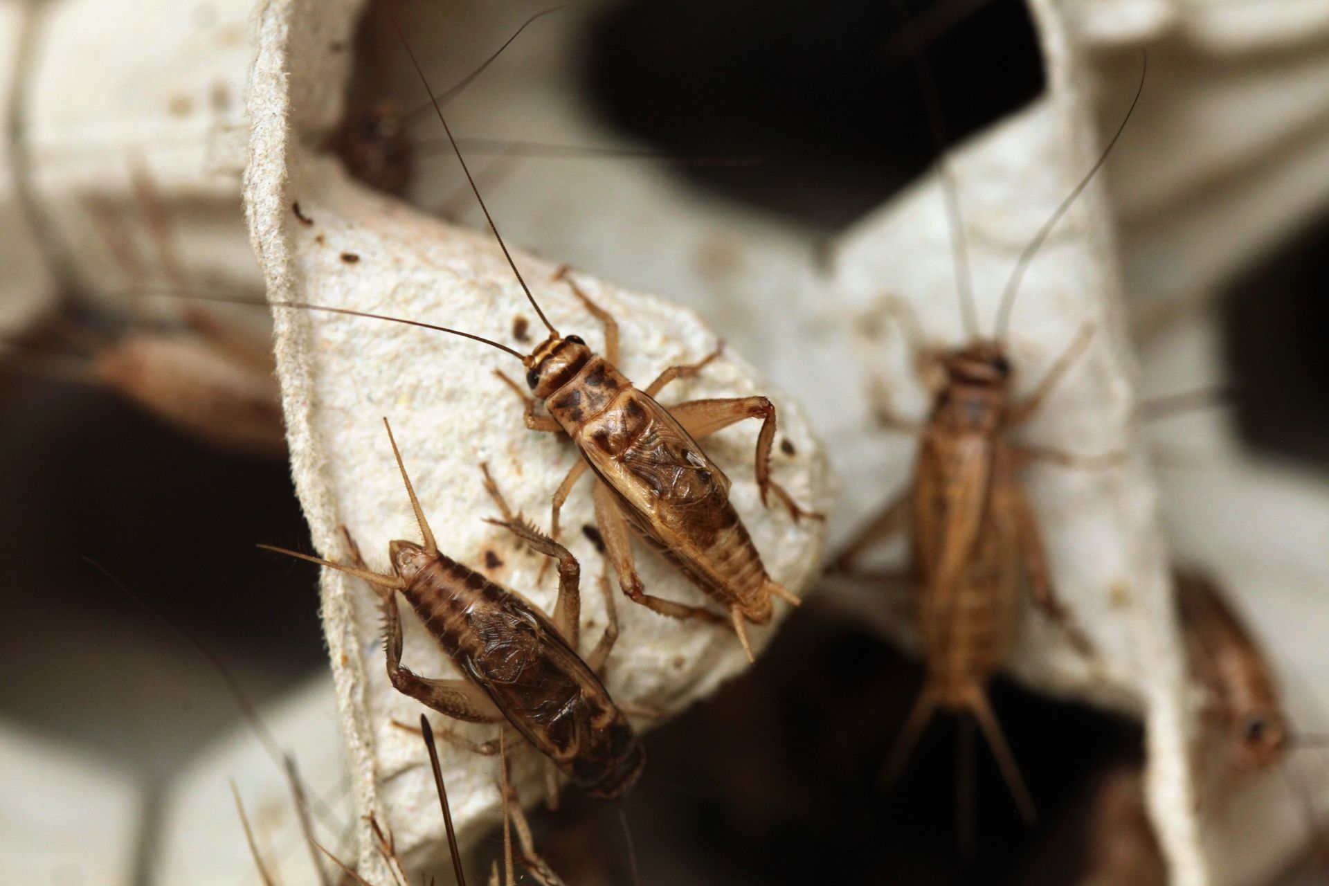 Brown crickets clustered on a pale leaf or bark surface, with one centered and others nearby