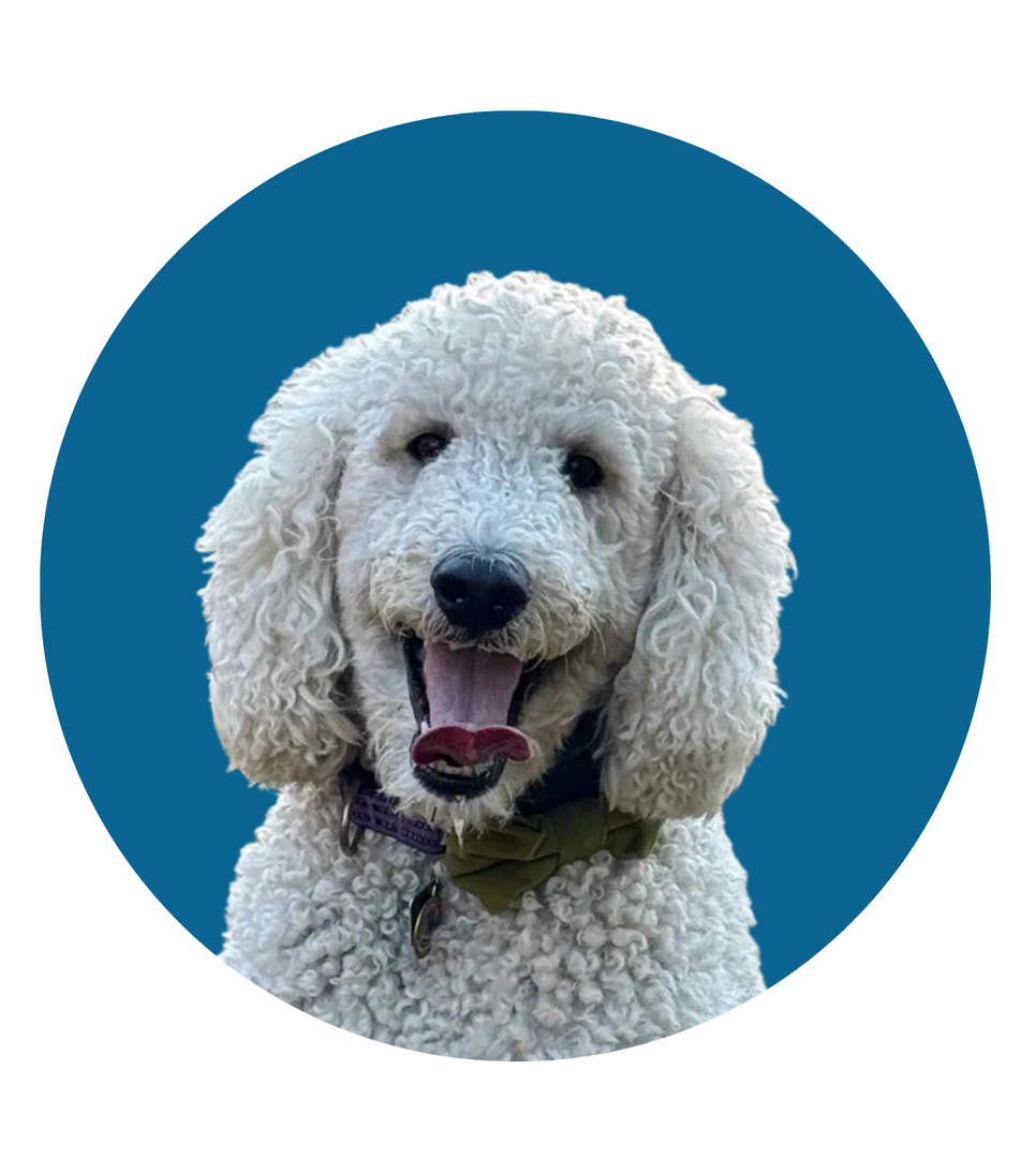 White poodle with open mouth on a blue background