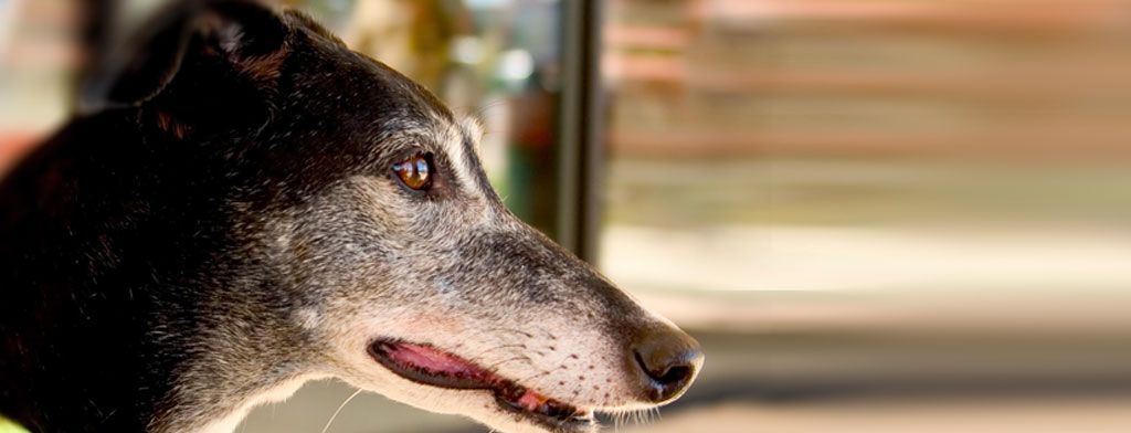 View of Osteoarthritis in Dogs