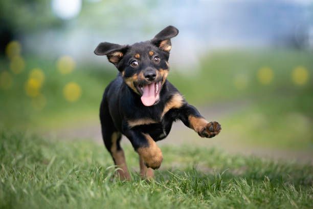 Happy Black Dog - Belmont, WA - Belmont Avenue Veterinary Hospital