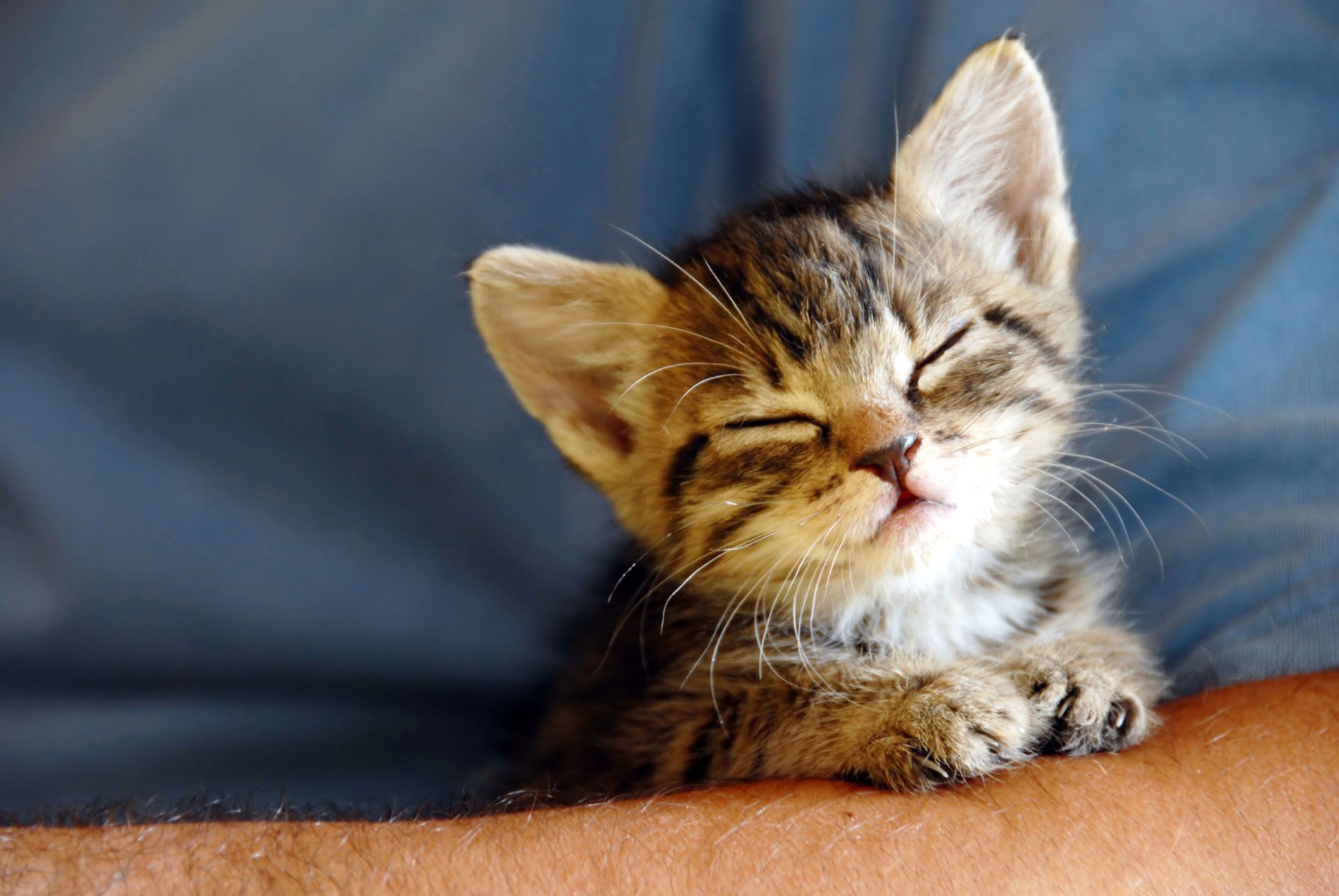 Kitten in the Arms of a Person - Belmont, WA - Belmont Avenue Veterinary Hospital