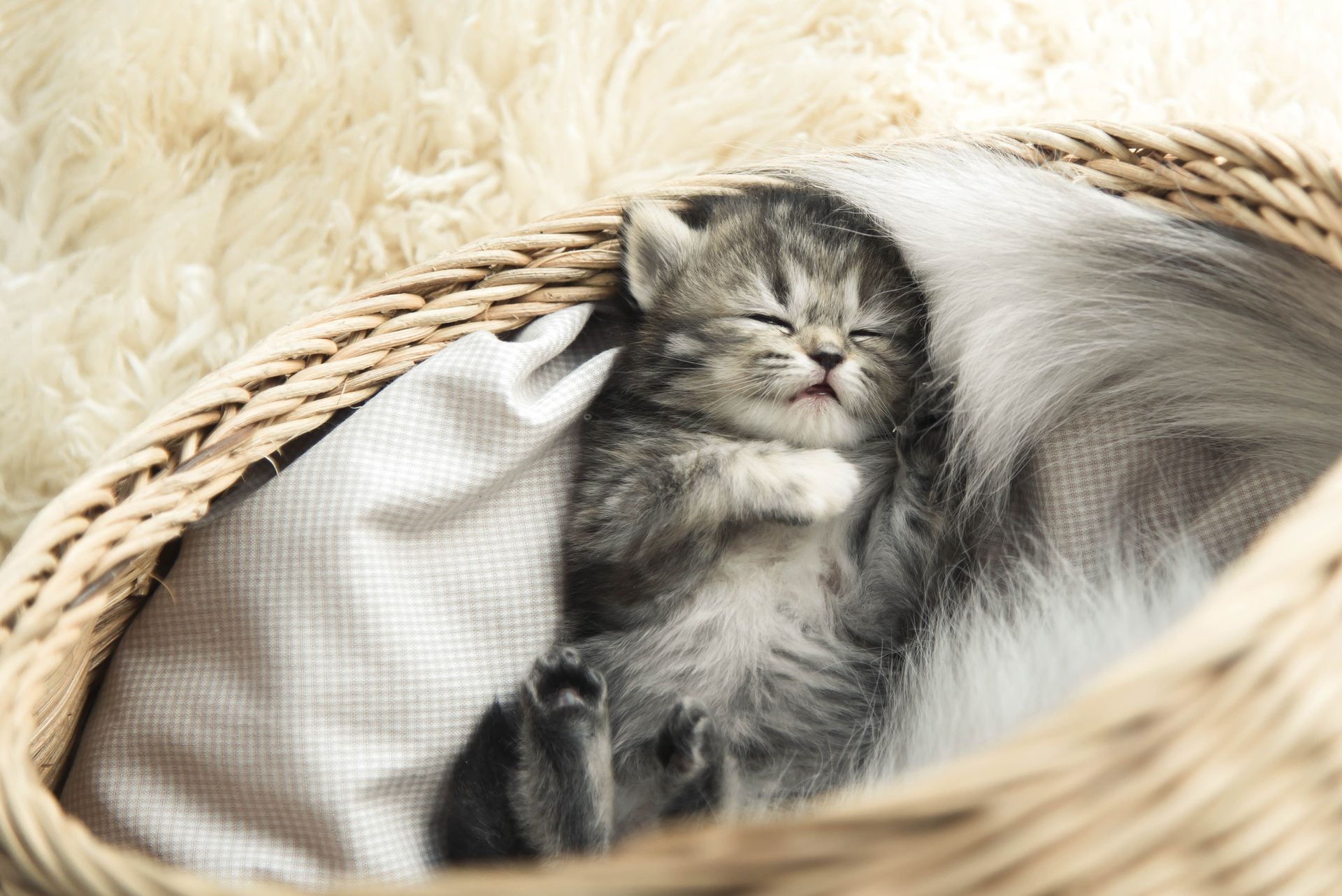 Sleeping Kitten - Belmont, WA - Belmont Avenue Veterinary Hospital