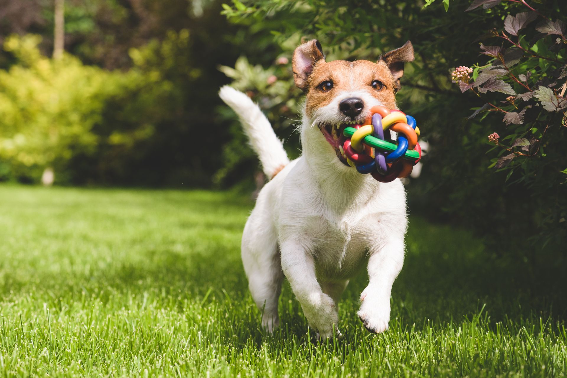 Dog Playing Fetch - Belmont, WA - Belmont Avenue Veterinary Hospital