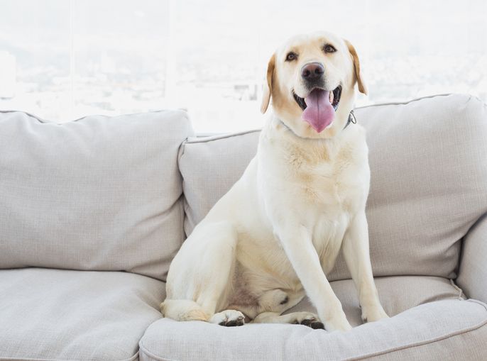 White Labrador - Belmont, WA - Belmont Avenue Veterinary Hospital