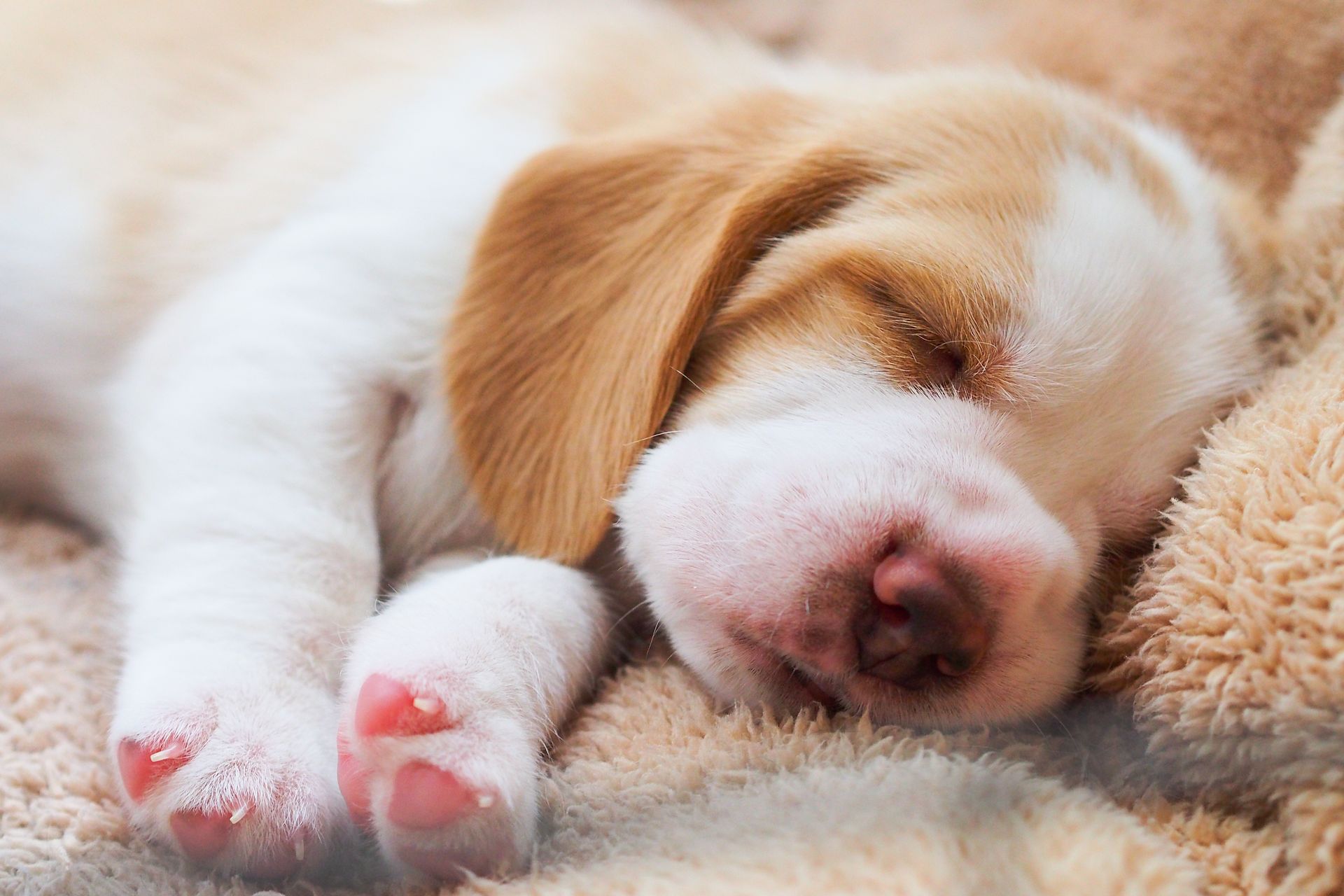 Sleeping Cute Puppy - Belmont, WA - Belmont Avenue Veterinary Hospital