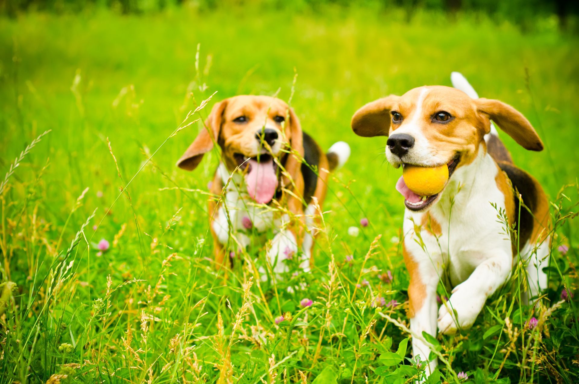 Two Beagles Playing the Ball - Belmont, WA - Belmont Avenue Veterinary Hospital