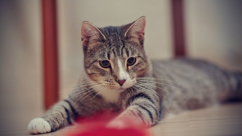 Cute Gray Cat - Belmont, WA - Belmont Avenue Veterinary Hospital