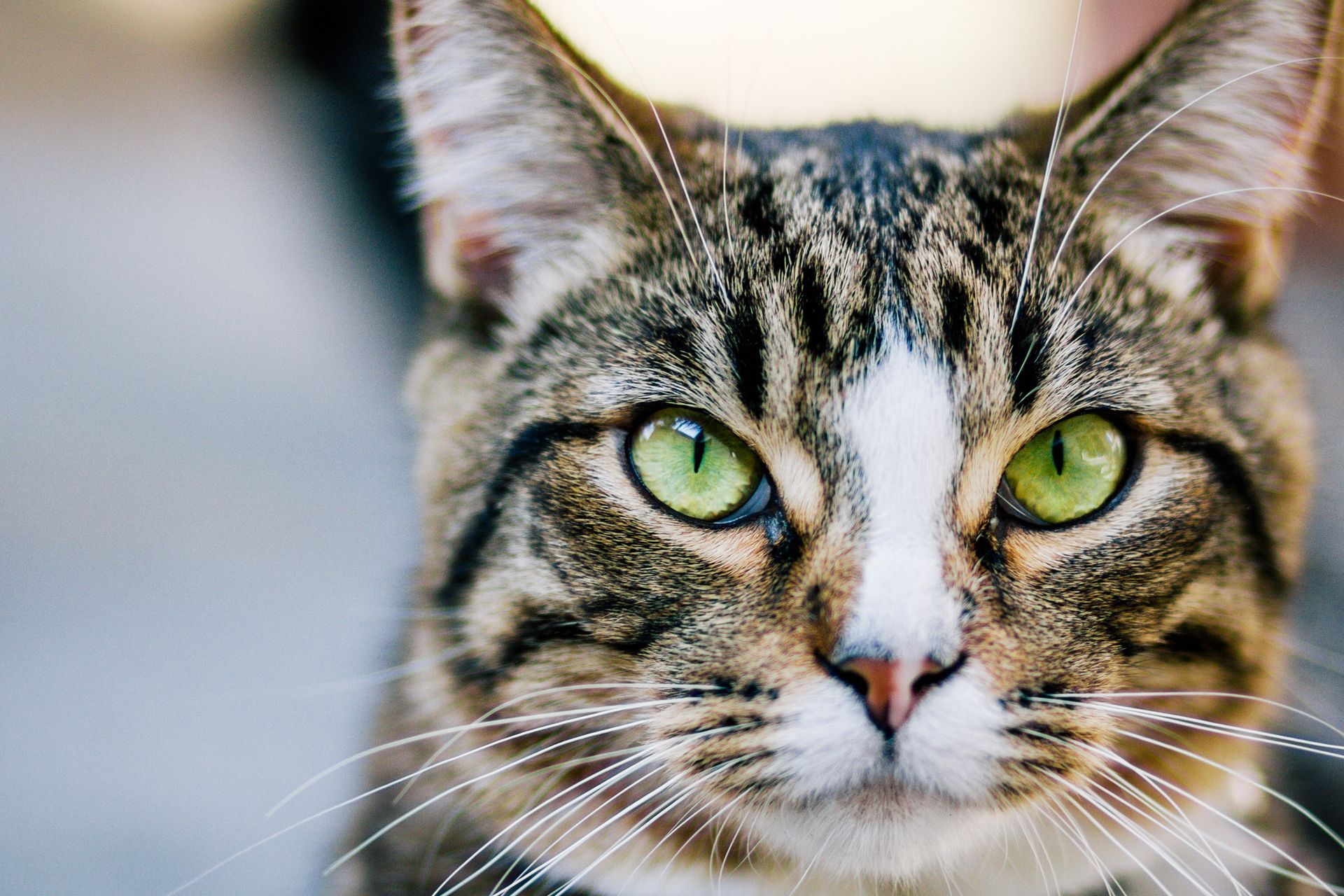 Cat Looking Fierce - Belmont, WA - Belmont Avenue Veterinary Hospital