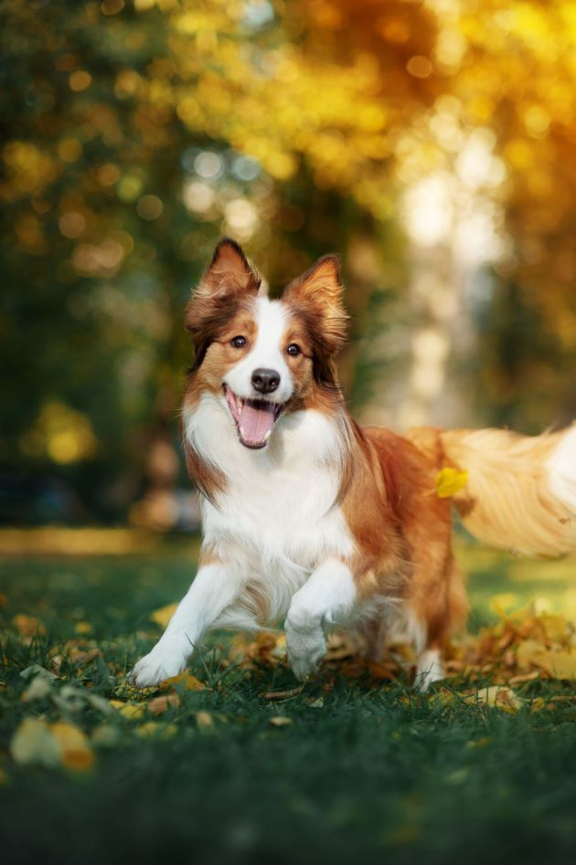 Belmont Vet Clinic Veterinary Perth