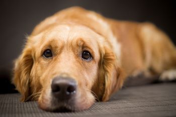 Resting Dog