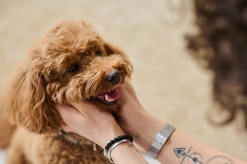 Small brown poodle being petted by a hand, mouth open and looking happy.