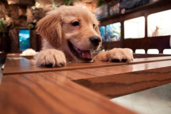 Dog on a Table