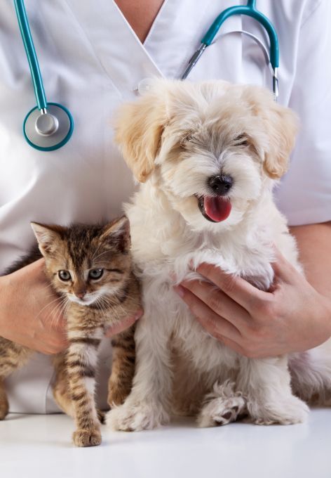 Vet in Carlisle: Veterinarian holding a kitten and a small dog in a clinic, both facing forward