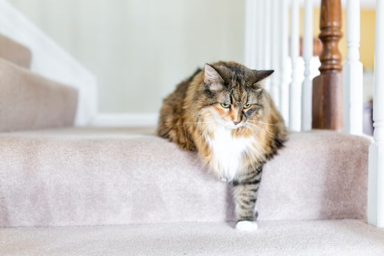 cat with arthritis struggling with stairs