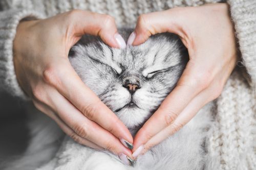 Hands forming a heart around a sleeping gray cat in a cozy sweater