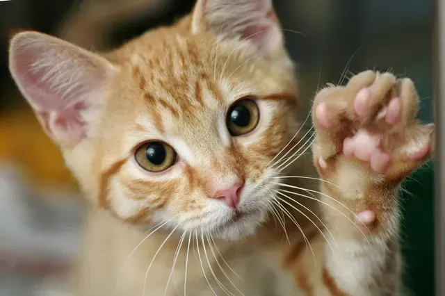 Orange tabby kitten raising a paw and looking at the camera