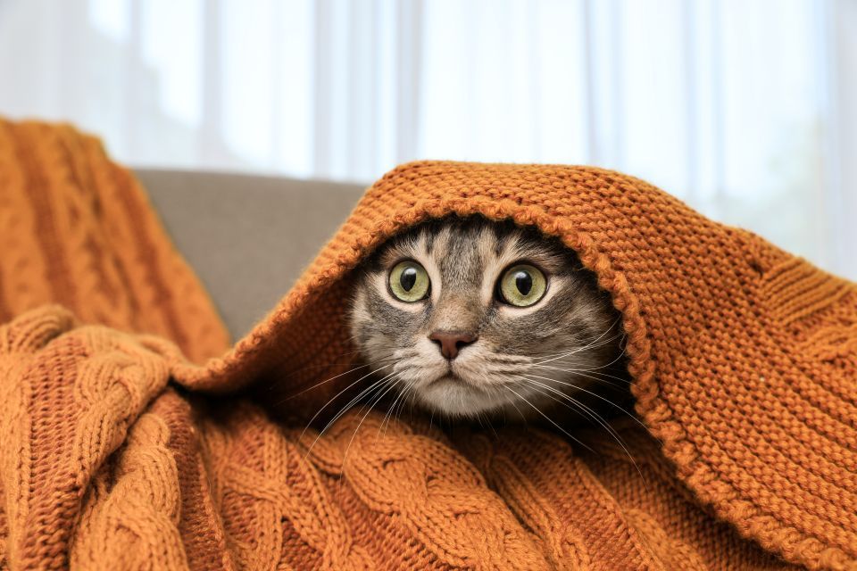 A tabby cat looking stressed peers out from beneath orange knit blanket