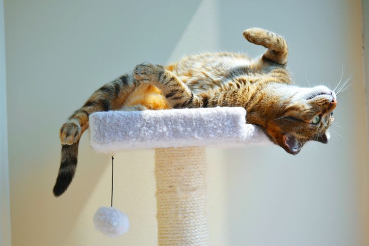 CATTERY PERTH