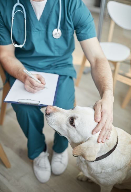 Veterinarian in teal scrubs examining a white labrador - Cloverdale vet