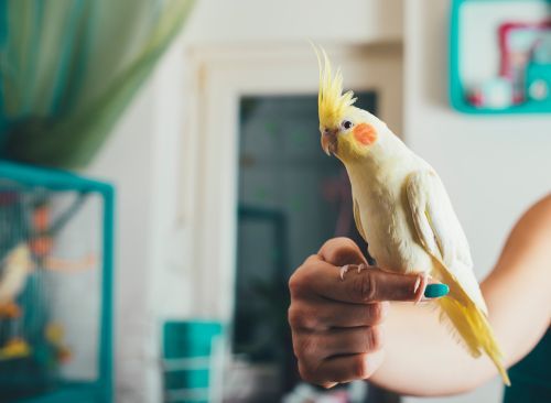 Cockatiel perched on a person's hand indoors, with a yellow crest and orange cheeks.