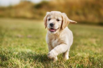Sitting Kitten and Dog desexing surgery gallery