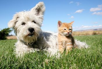 Dog and Kitten on the Grass - ultrasound