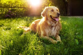 Golden retriever lying in sunlit grass with its tongue out in a green park