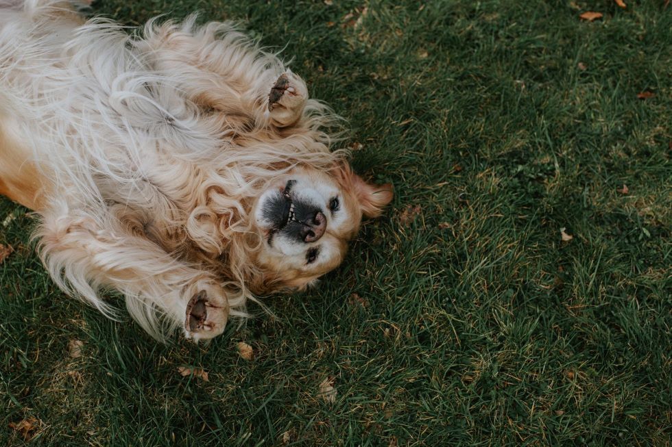 dog - Belmont, WA - Belmont Avenue Veterinary Hospital